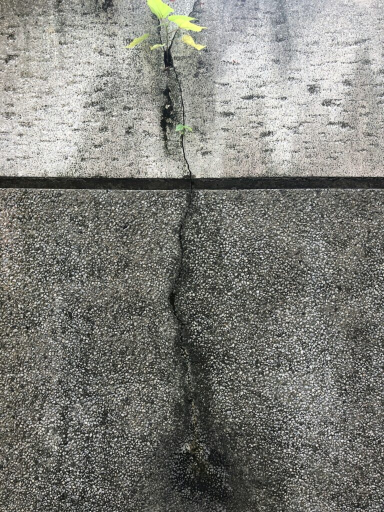 Plant growing through crack in concrete slab
