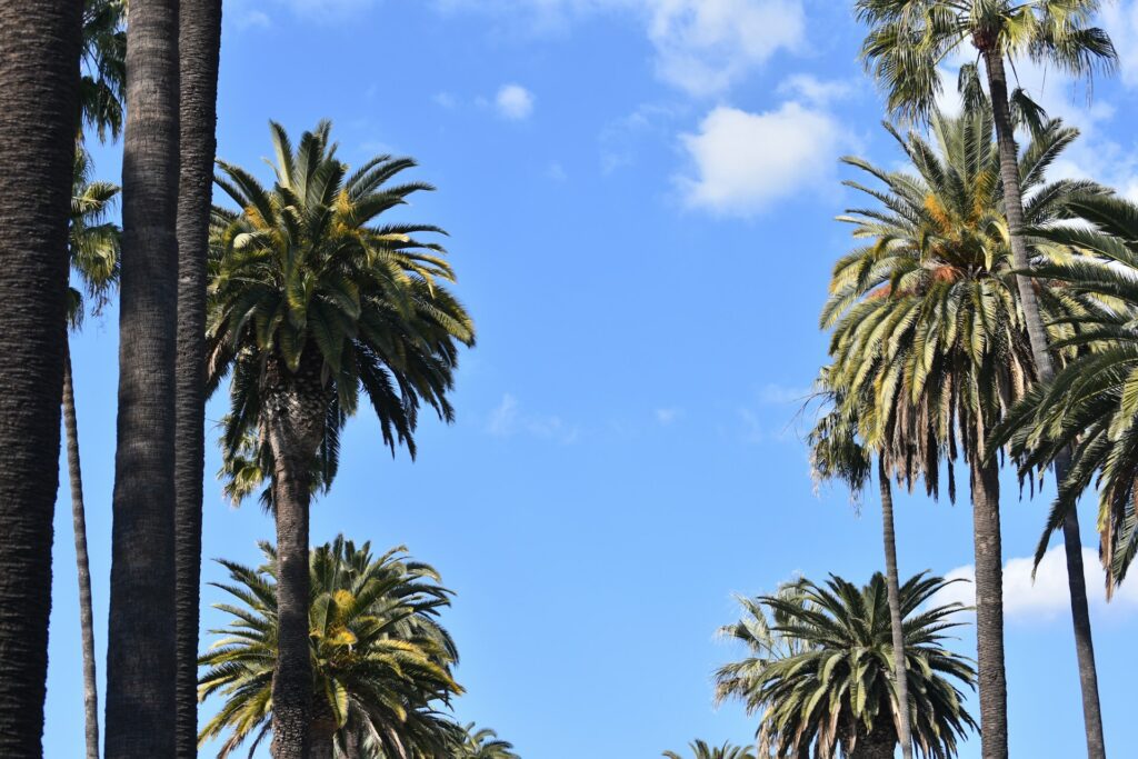 Palm trees in Los Angeles