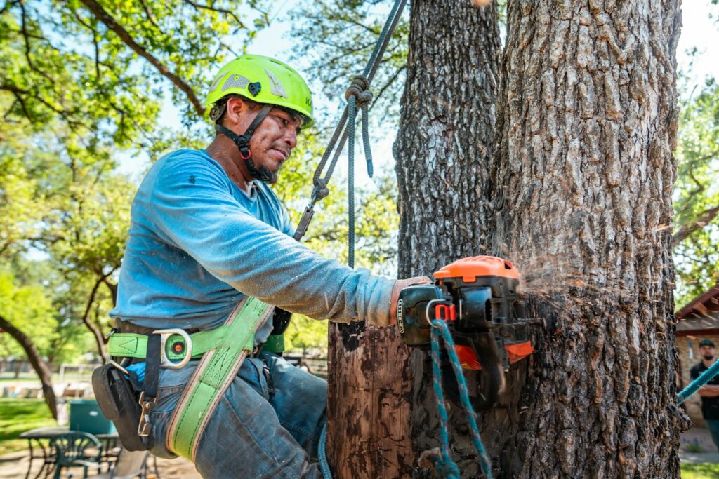 Certified arborist using a chainsaw to remove a large tree trunk after permit approval
