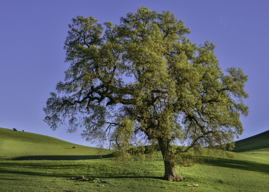 Native California oak tree standing alone in an open grassy field