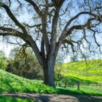 Mature native oak tree on a green hillside, the type of protected tree regulated by Los Angeles
