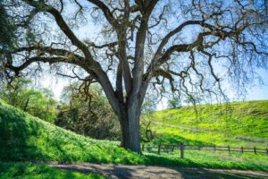 Mature native oak tree on a green hillside, the type of protected tree regulated by Los Angeles