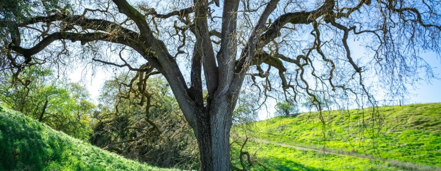 Mature native oak tree on a green hillside, the type of protected tree regulated by Los Angeles